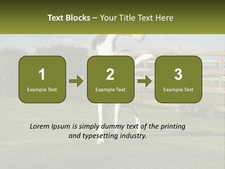 A Dog Jumping Up In The Air To Catch A Frisbee PowerPoint Template