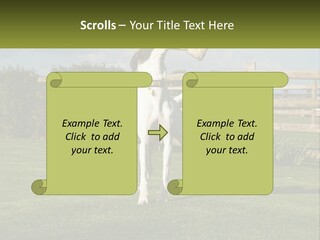 A Dog Jumping Up In The Air To Catch A Frisbee PowerPoint Template