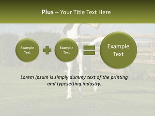 A Dog Jumping Up In The Air To Catch A Frisbee PowerPoint Template