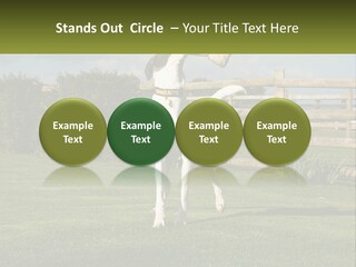 A Dog Jumping Up In The Air To Catch A Frisbee PowerPoint Template