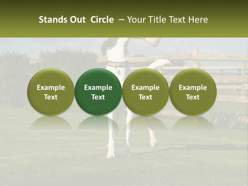 A Dog Jumping Up In The Air To Catch A Frisbee PowerPoint Template