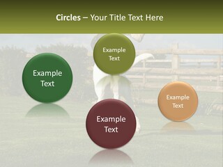 A Dog Jumping Up In The Air To Catch A Frisbee PowerPoint Template