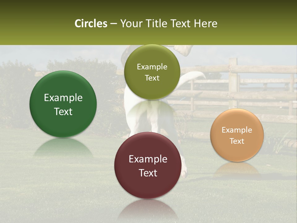 A Dog Jumping Up In The Air To Catch A Frisbee PowerPoint Template