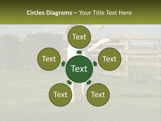 A Dog Jumping Up In The Air To Catch A Frisbee PowerPoint Template