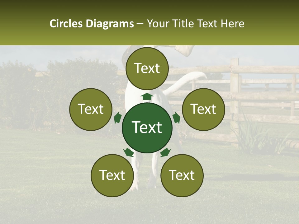 A Dog Jumping Up In The Air To Catch A Frisbee PowerPoint Template