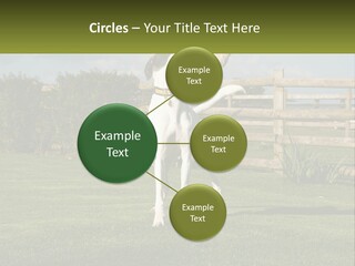 A Dog Jumping Up In The Air To Catch A Frisbee PowerPoint Template