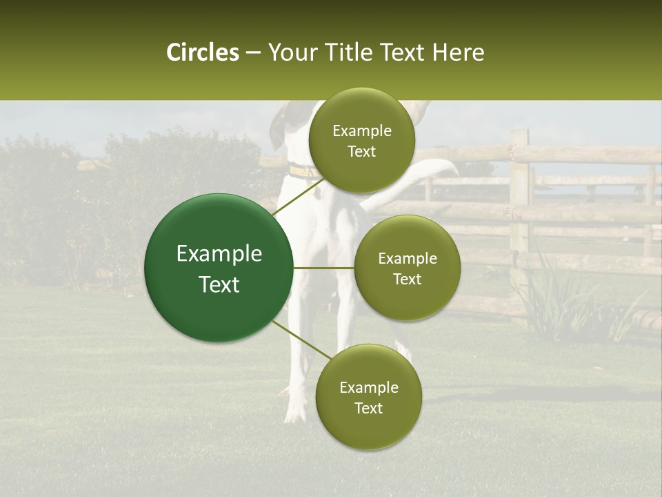 A Dog Jumping Up In The Air To Catch A Frisbee PowerPoint Template