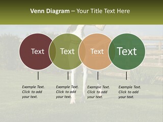 A Dog Jumping Up In The Air To Catch A Frisbee PowerPoint Template