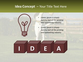 A Dog Jumping Up In The Air To Catch A Frisbee PowerPoint Template