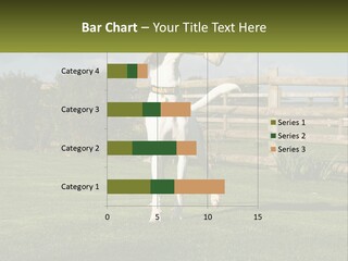 A Dog Jumping Up In The Air To Catch A Frisbee PowerPoint Template