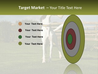 A Dog Jumping Up In The Air To Catch A Frisbee PowerPoint Template