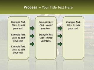 A Dog Jumping Up In The Air To Catch A Frisbee PowerPoint Template