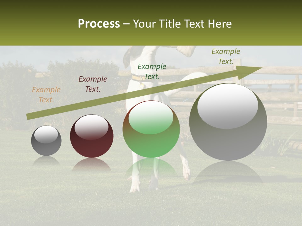 A Dog Jumping Up In The Air To Catch A Frisbee PowerPoint Template