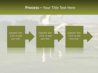 A Dog Jumping Up In The Air To Catch A Frisbee PowerPoint Template