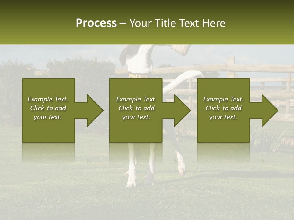 A Dog Jumping Up In The Air To Catch A Frisbee PowerPoint Template