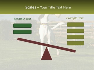 A Dog Jumping Up In The Air To Catch A Frisbee PowerPoint Template