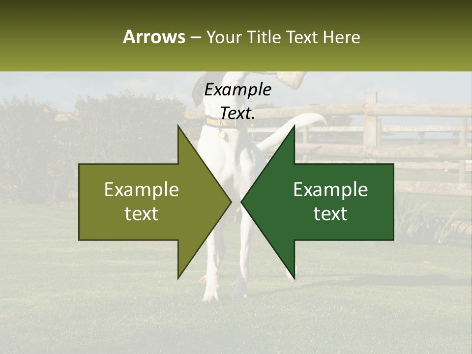 A Dog Jumping Up In The Air To Catch A Frisbee PowerPoint Template