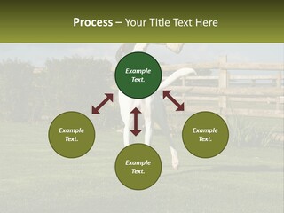 A Dog Jumping Up In The Air To Catch A Frisbee PowerPoint Template