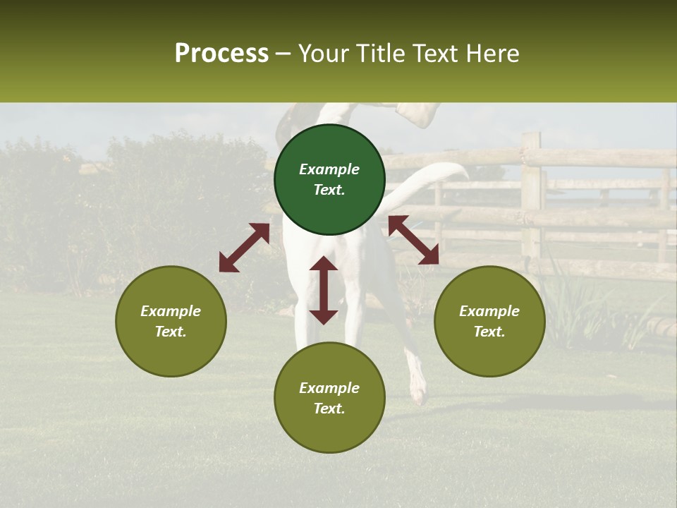 A Dog Jumping Up In The Air To Catch A Frisbee PowerPoint Template