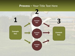 A Dog Jumping Up In The Air To Catch A Frisbee PowerPoint Template