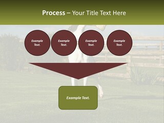 A Dog Jumping Up In The Air To Catch A Frisbee PowerPoint Template