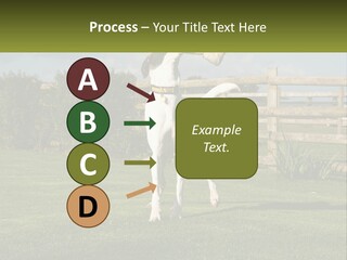 A Dog Jumping Up In The Air To Catch A Frisbee PowerPoint Template