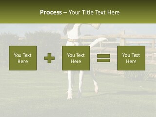 A Dog Jumping Up In The Air To Catch A Frisbee PowerPoint Template