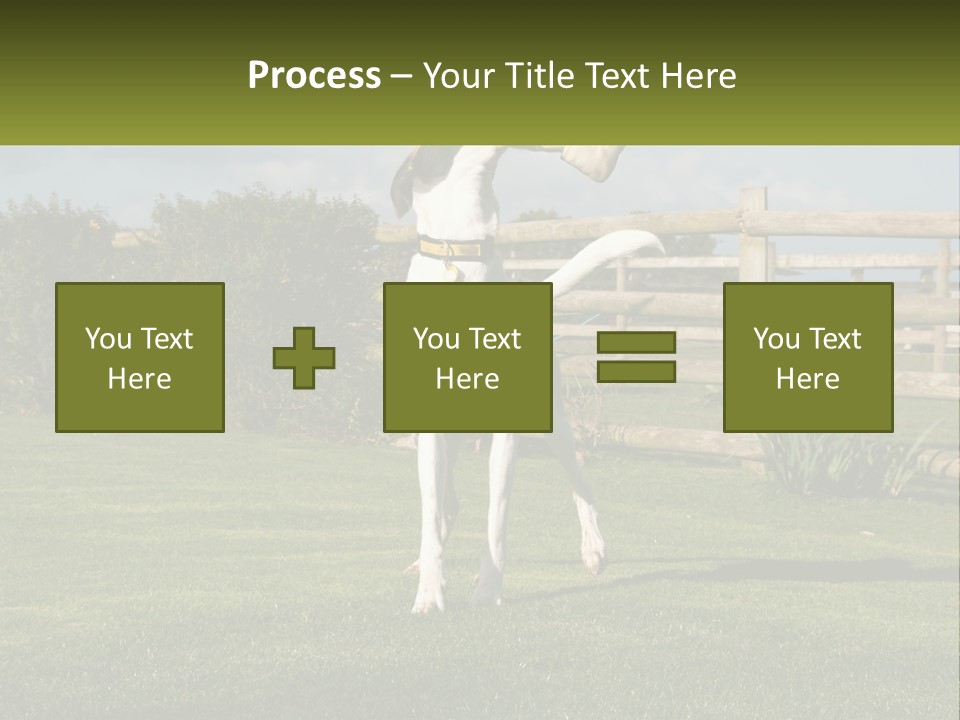 A Dog Jumping Up In The Air To Catch A Frisbee PowerPoint Template