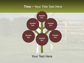 A Dog Jumping Up In The Air To Catch A Frisbee PowerPoint Template