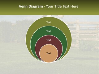 A Dog Jumping Up In The Air To Catch A Frisbee PowerPoint Template