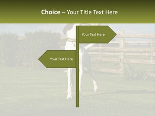 A Dog Jumping Up In The Air To Catch A Frisbee PowerPoint Template