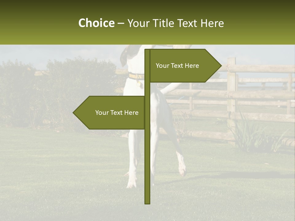 A Dog Jumping Up In The Air To Catch A Frisbee PowerPoint Template