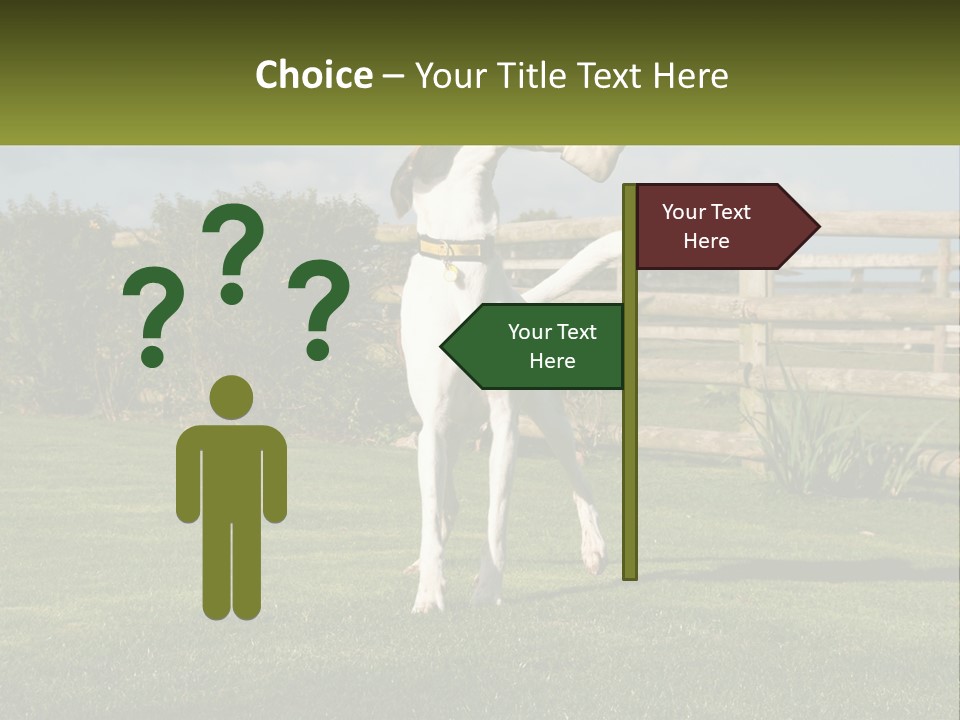 A Dog Jumping Up In The Air To Catch A Frisbee PowerPoint Template