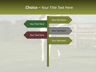 A Dog Jumping Up In The Air To Catch A Frisbee PowerPoint Template