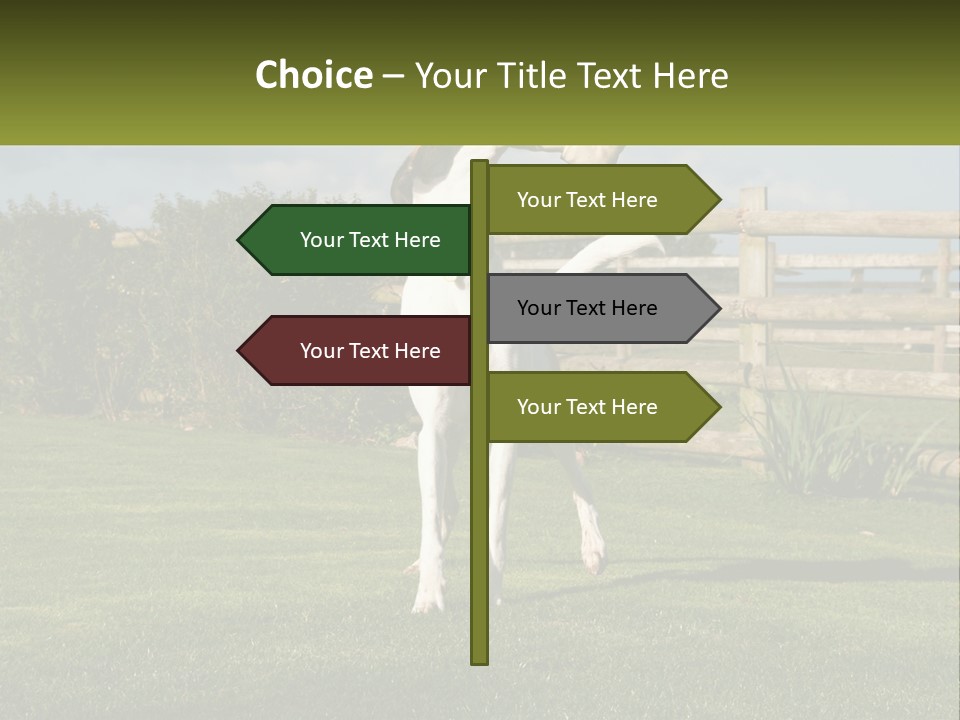 A Dog Jumping Up In The Air To Catch A Frisbee PowerPoint Template