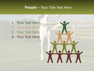 A Dog Jumping Up In The Air To Catch A Frisbee PowerPoint Template