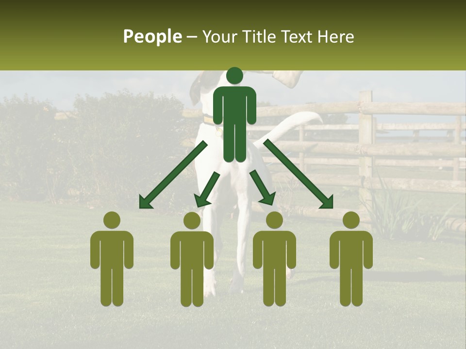 A Dog Jumping Up In The Air To Catch A Frisbee PowerPoint Template