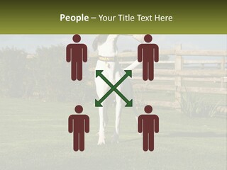 A Dog Jumping Up In The Air To Catch A Frisbee PowerPoint Template