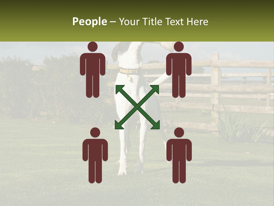 A Dog Jumping Up In The Air To Catch A Frisbee PowerPoint Template