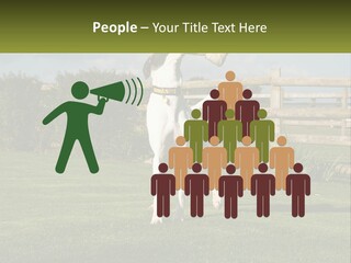 A Dog Jumping Up In The Air To Catch A Frisbee PowerPoint Template