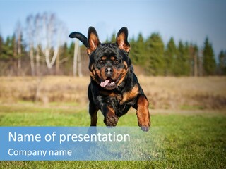 A Black And Brown Dog Jumping In The Air PowerPoint Template