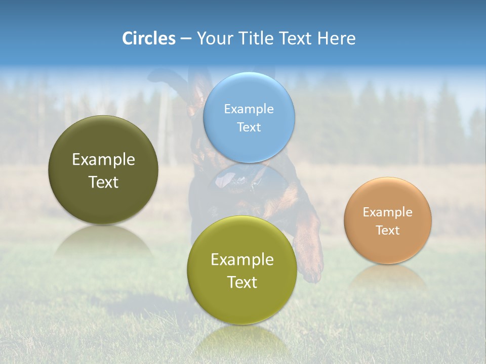 A Black And Brown Dog Jumping In The Air PowerPoint Template