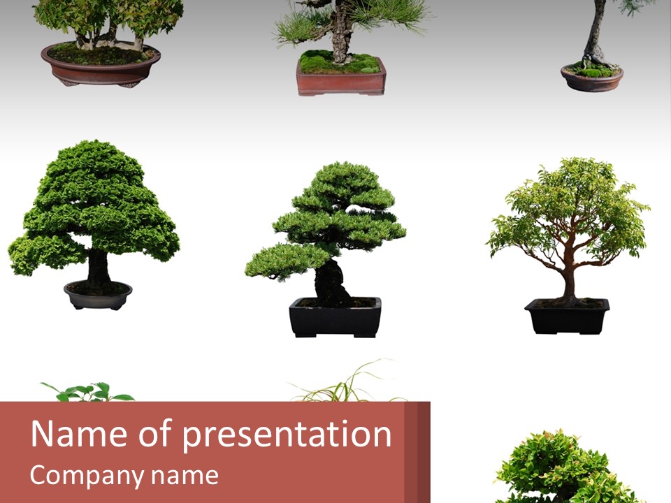 A Group Of Bonsai Trees With A White Background PowerPoint Template