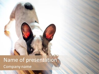 A Small Dog Laying On A Wooden Floor PowerPoint Template