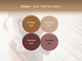 A Small Dog Laying On A Wooden Floor PowerPoint Template