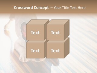 A Small Dog Laying On A Wooden Floor PowerPoint Template