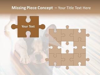 A Small Dog Laying On A Wooden Floor PowerPoint Template