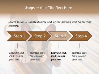 A Small Dog Laying On A Wooden Floor PowerPoint Template