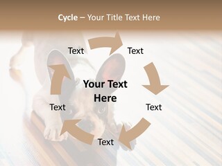 A Small Dog Laying On A Wooden Floor PowerPoint Template