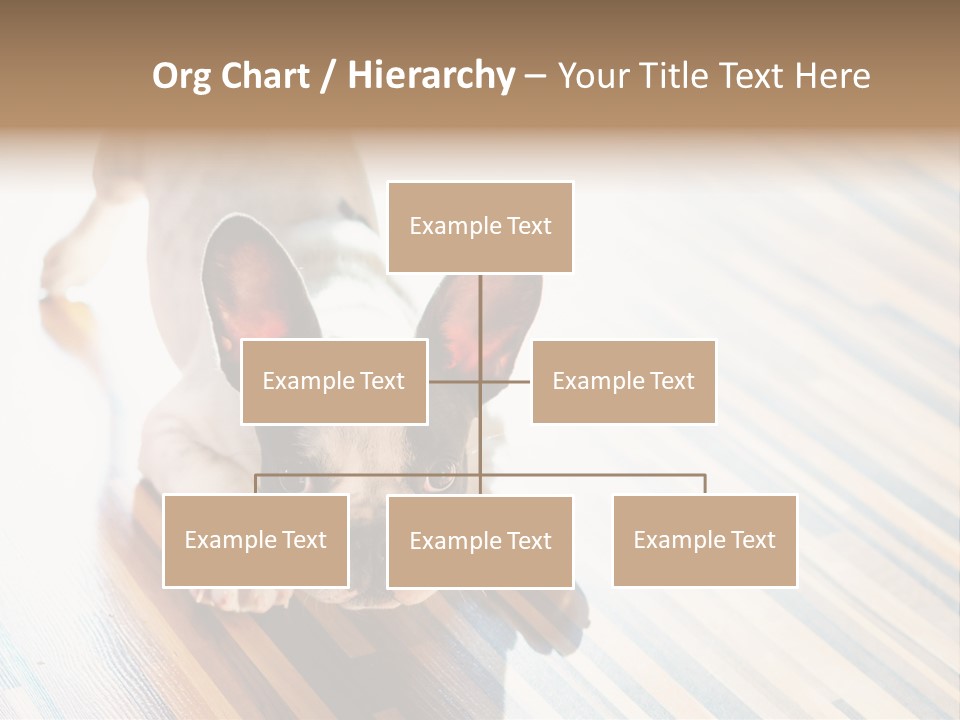 A Small Dog Laying On A Wooden Floor PowerPoint Template